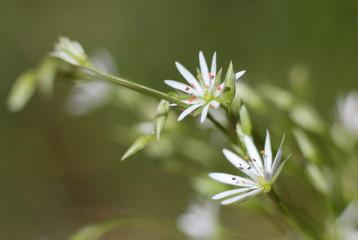 lovely white flowers on a blurred natural background