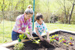 © epiximages - beautiful mother and her blond son planting salad in the raised bed in her garden