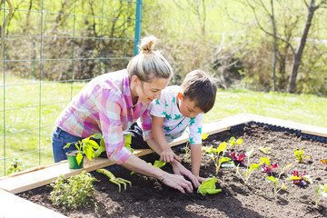 beautiful mother and her blond son planting salad in the raised bed in her garden