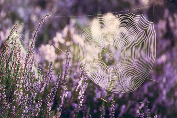 Spider web in heathers