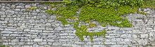 Rustikale Natursteinmauer Mit Weinlaub