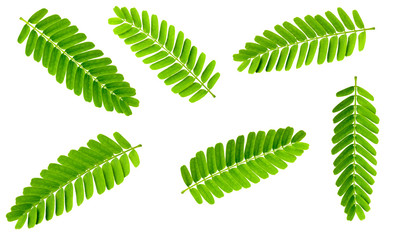 Wall Mural - collection of fresh tamarind leaves isolated on white background, top view