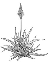 Aloe Vera Plant Illustration, Drawing, Engraving, Ink, Line Art, Vector