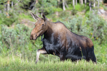 Shiras Moose of The Colorado Rocky Mountains