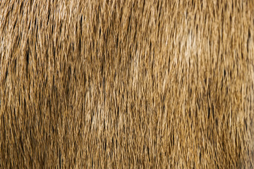 Poster - Detail of deer fur