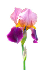 Stem a single deep purple flower of bearded iris (Iris germanica)  isolated against a white background