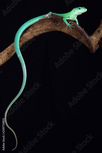Green keel-bellied lizard (Gastropholis prasina) Stock Photo | Adobe Stock