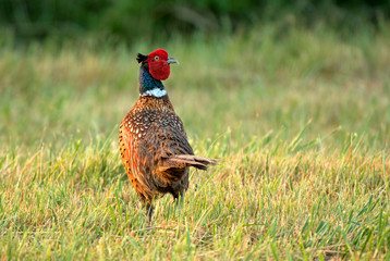 Wall Mural - Wild pheasant standing in a field