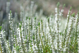 Fototapeta Lawenda -  whit eevergreen heather