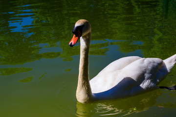 Poster - White swan swimming on the lake