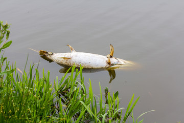 dead large northern pike floating in dutch lake near leiden