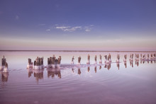Panoramic View Of Colorful Pink Salt Lake At Sunset. Nature Landscape Background.