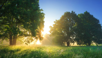 Fototapete - Summer vibrant landscape of morning nature with bright sunlight.