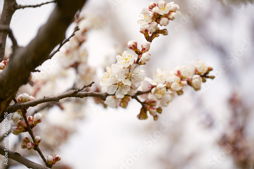Spring blossom tree