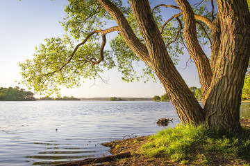 Fototapete - Scenic tree on shore of lake at warm summer evening. Landscape of river bank with tree trunk and clear sky. Beautiful natural nature. Under tree on lake shore.