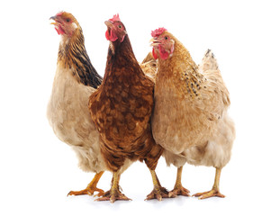 three brown chicken.