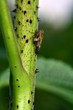 Eine Zikade an einer Pflanze