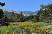Beautiful Flowering Meadow And Mountain Foothills