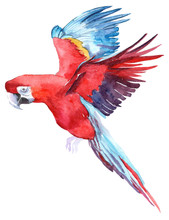 Isolated Watercolor Clipart With Parrot.