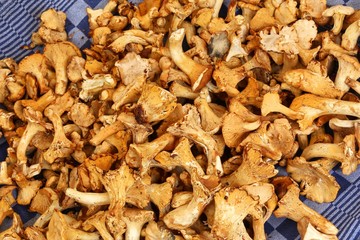 Wall Mural - Chanterelles at a market