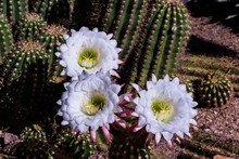 Giant White Flowers Blooming On Argentine Giant Cactus (echinopsis Candicans) From South America. Other Desert Succulent Plants Are In The Background. 