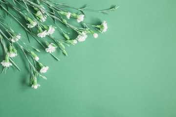 Wall Mural - flowers composition. border of white flowers on a green background. greeting card. flat lay, top vie