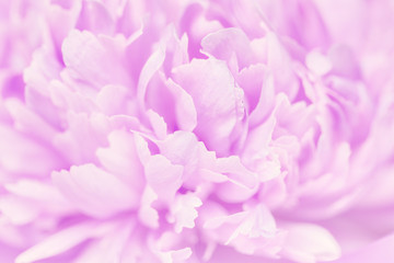 Pink petals with blurred focus