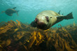 Cute seal sea lion underwater encounter in South Africa