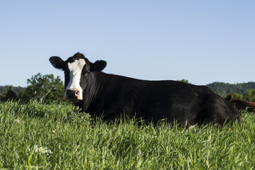 Black Cow