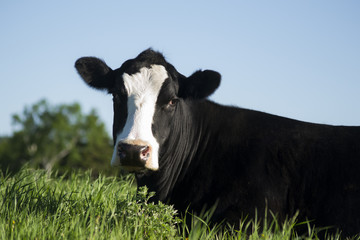 Black Cow Laying Down