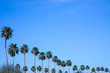 Line of palm trees against blue sky with copy space