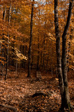 Fototapeta Nowy Jork - Autumn leaves forest bridge