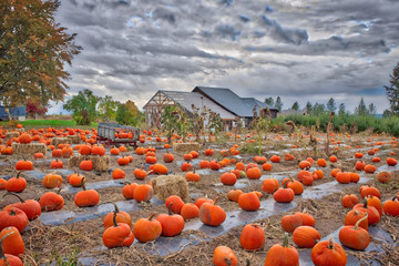 pumpkin patch