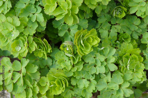 Fotomural Aquilegia vulgaris columbine green leaves foliage