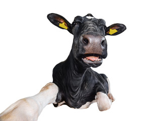 Wall Mural - Funny cow lying isolated on a white background. Black and white cow close up. Farm animal.  