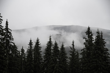 Fotoroleta śnieg niebo las