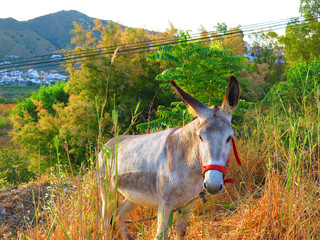 Tethered donkey on grassy hill