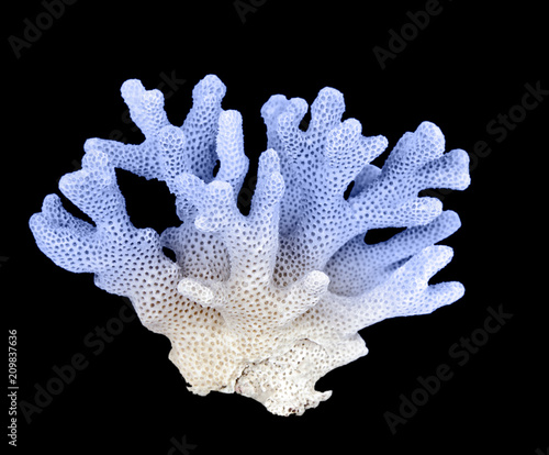 coral isolated on black background Poster Mural XXL
