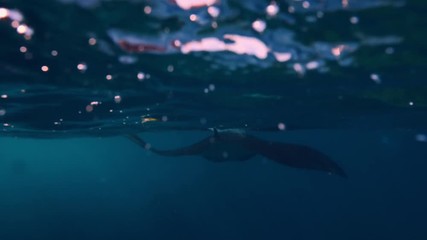 Wall Mural - marine animal swimming in plastic pollution in ocean water, environmental problem