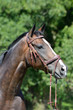 © Anke van Wyk - Outdoor head portrait of a beautiful thoroughbred horse with alert facial expression and pricked ears.