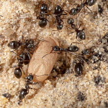 Ants And Formic Eggs In Nature
