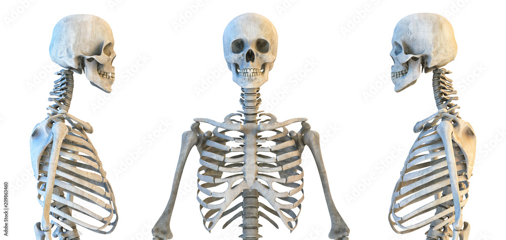 Human skull and rib cage skeleton anatomy set. Skeletal bones, lateral and anterior view. Educational medicine poster. 3D illustration - obrazy, fototapety, plakaty 