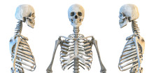 Human Skull And Rib Cage Skeleton Anatomy Set. Skeletal Bones, Lateral And Anterior View. Educational Medicine Poster. 3D Illustration