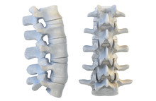 Human Vertebrae Anatomy. Vertebral Bones, Lateral And Anterior View. Medicine And Healthcare Concept. 3D Illustration