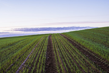 Green country agricultural field under a clear morning sky, Latvia