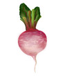 Ripe Turnip-Beet vegetable 3D vector illustration