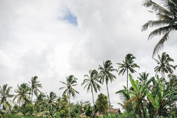 Wall Mural - Scenic view of palm trees and cloudy sky in ubud, Bali, Indonesia