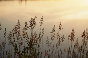 Wall Mural - high grass through the sun on the lake at dawn.