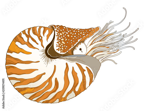 Fotografie, Obraz Vector drawing of Nautilus Pompilius or chambered nautilus in ornate striped shell isolated on white background