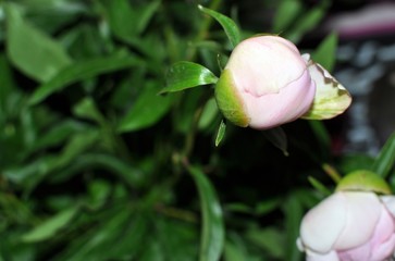 Bud of pink peony (Paeonia) flower on green background, selective focus